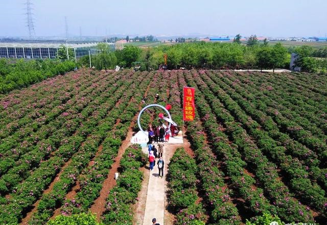 莱州市百士通玫瑰庄园科普教育基地